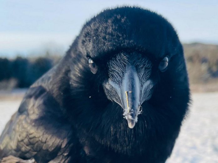 Though she has spent her life living and working with animals, Caolaidhe Keelor says the friendship she formed with Darling, a wild crow on her farm, was one of the most special she's ever had. Caolaidhe says crows are much smarter than people give them credit for, as Darling would knock on the window to wake Caolaidhe to go for a walk, and even formed a bond with her border collie Sam and cat Gigi. (Photo courtesy of Caolaidhe Keelor)
