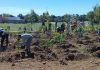 Some of the 100 volunteers planting trees at Wedgewood Park in Peterborough on September 10, 2025. The event saw 515 trees planted as part of the City of Peterborough's Trees 4 Peterborough initiative. (Photo: Christina Balint / GreenUP)