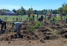 Some of the 100 volunteers planting trees at Wedgewood Park in Peterborough on September 10, 2025. The event saw 515 trees planted as part of the City of Peterborough's Trees 4 Peterborough initiative. (Photo: Christina Balint / GreenUP)