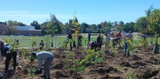 Some of the 100 volunteers planting trees at Wedgewood Park in Peterborough on September 10, 2025. The event saw 515 trees planted as part of the City of Peterborough's Trees 4 Peterborough initiative. (Photo: Christina Balint / GreenUP)