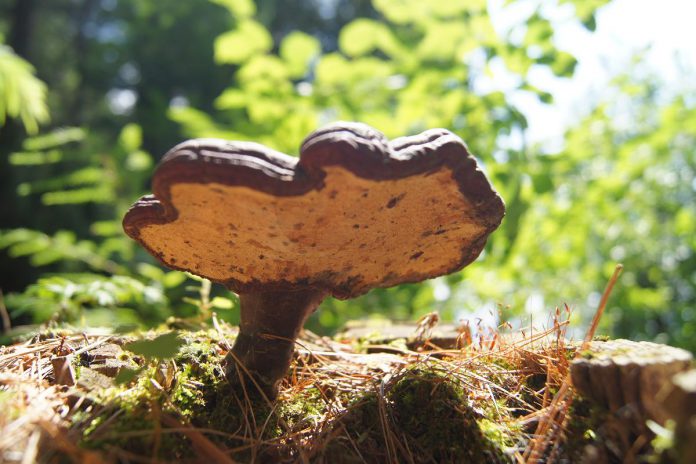 Mycelium, the part of a fungus hidden under the soil, connects to the roots of trees and provides a network through which trees communicate and transfer carbon nutrients to one another using chemical signals. The reciprocity between species mimic that which can be found through connections in community. (Photo: Yvonne Hollandy / GreenUP)