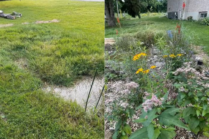 Before-and-after photos of Catherine McNeely's bog garden, where she planted pollinator friendly native species in the location of her yard where the sump pump drains. Her positive environmental act earned her the "Bee a Hero" award from the City of Kawartha Lakes during the committee of the whole meeting on October 7, 2025. (Photos: Catherine McNeely)