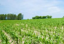 Northumberland County is hosting a series of open houses in October 2025 for the public to review the draft of an agriculture amendment to the county's official plan, including proposed updates to mapping. (Photo: Northumberland County)
