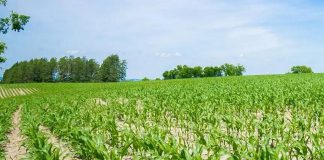 Northumberland County is hosting a series of open houses in October 2025 for the public to review the draft of an agriculture amendment to the county's official plan, including proposed updates to mapping. (Photo: Northumberland County)