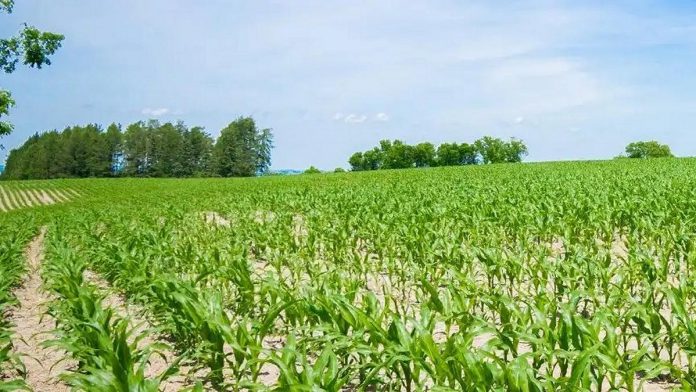 Northumberland County is hosting a series of open houses in October 2025 for the public to review the draft of an agriculture amendment to the county's official plan, including proposed updates to mapping. (Photo: Northumberland County) Northumberland County is hosting a series of open houses in October 2025 for the public to review the draft of an agriculture amendment to the county's official plan, including proposed updates to mapping. (Photo: Northumberland County)