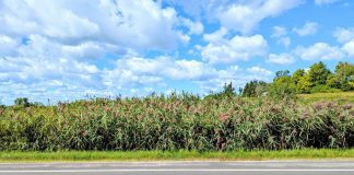Peterborough County has received a grant through the Invasive Phragmites Control Fund, a program of the not-for-profit Invasive Species Centre supported by the Ministry of Natural Resources, that will help the county identity populations of invasive phragmites along road allowances with the goal of developing a program to manage the aggressively spreading grass that crowds out native plants. (Photo courtesy of Peterborough County)