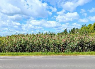 Peterborough County has received a grant through the Invasive Phragmites Control Fund, a program of the not-for-profit Invasive Species Centre supported by the Ministry of Natural Resources, that will help the county identity populations of invasive phragmites along road allowances with the goal of developing a program to manage the aggressively spreading grass that crowds out native plants. (Photo courtesy of Peterborough County)