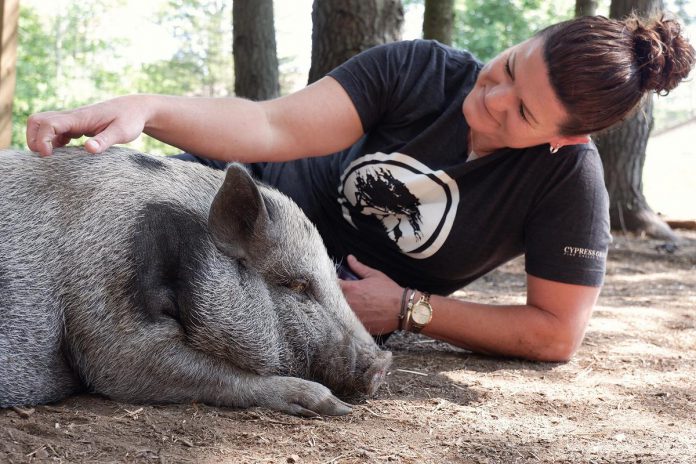 The Pearly Acre is a non-profit organization in the Township of Havelock-Belmont-Methuen that is a sanctuary for rescued and adopted Pot Belly pigs and an educational agritourism destination. Book an appointment to get an immersive guided tour where you can pet the pigs and learn all about life at the sanctuary. (Photo: The Kawarthas Tourism)
