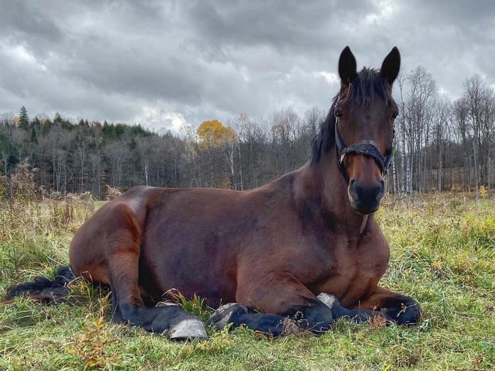 Chewbacca was rescued from a meat processing plant by Walkabout Farm Therapeutic Riding Association founder Jennifer Semach and became the charity's ambassador before passing away suddenly in 2022. Many of the horses on the farm are rescues or retirees from a career in competition. (Photo courtesy of Walkabout Farm Therapeutic Riding Association)