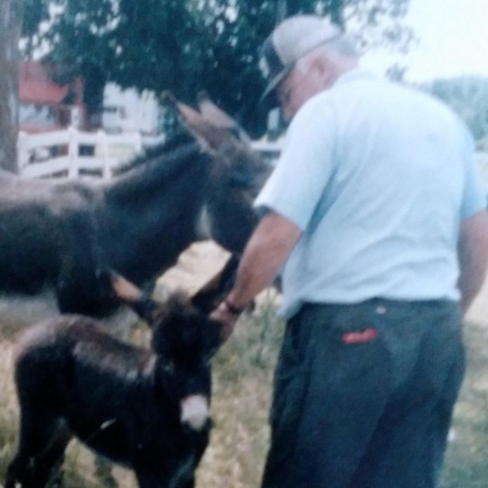 In his memoir "Down on the Farm, Way Back When," Stephen Nelson describes the pranks his father, Earle R. Nelson, would play at the local fairs and exhibitions where they would show their Holstein cattle. Nelson dedicated the book to his father and mother Eleanor Nelson. (Photo courtesy of Stephen Nelson)