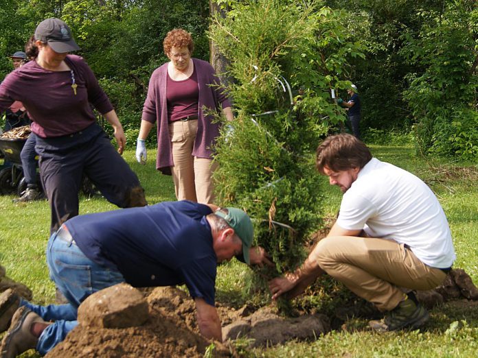In an effort to restore the tree canopy in Peterborough damaged by recent climate events, GreenUP has planted hundreds of native trees throughout the community with the support of volunteers, including along the Trans Canada Trail in Ecology Park in June 2025. This planting project was funded in part by a grant from the Trans Canada Trail along with donations from the community. (Photo: Yvonne Hollandy / GreenUP)