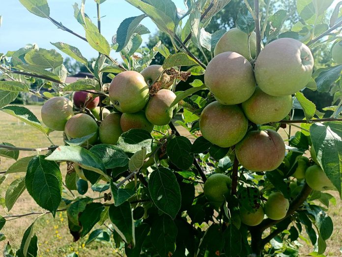 An apple tree at Keith Wightman's Orchard bursting with fruit. It's helpful, in the first few years of a fruit tree's life, to remove excessive apple growth to prioritize strong root development. Peterborough Community Orchard Stewards volunteer to prune and prepare these plants for each season. (Photo: Christina Balint / GreenUP)