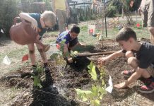 ‘Little Forests’ at Peterborough schools are growing the new generation of environmental stewards Within a one square metre block of a Little Forest, plants can be arranged randomly to mimic a natural forest setting. St. John Catholic Elementary School students are shown here placing marker flags for each tree, with the flag noting the tree species and the name of the planter. This will help students put a name to the face of the 30 different species that are planted at their school. (Photo: Laura Keresztesi / GreenUP)