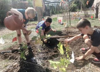 ‘Little Forests’ at Peterborough schools are growing the new generation of environmental stewards Within a one square metre block of a Little Forest, plants can be arranged randomly to mimic a natural forest setting. St. John Catholic Elementary School students are shown here placing marker flags for each tree, with the flag noting the tree species and the name of the planter. This will help students put a name to the face of the 30 different species that are planted at their school. (Photo: Laura Keresztesi / GreenUP)