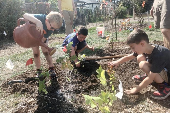 Within a one square metre block of a Little Forest, plants can be arranged randomly to mimic a natural forest setting. St. John Catholic Elementary School students are shown here placing marker flags for each tree, with the flag noting the tree species and the name of the planter. This will help students put a name to the face of the 30 different species that are planted at their school. (Photo: Laura Keresztesi / GreenUP) Within a one square metre block of a Little Forest, plants can be arranged randomly to mimic a natural forest setting. St. John Catholic Elementary School students are shown here placing marker flags for each tree, with the flag noting the tree species and the name of the planter. This will help students put a name to the face of the 30 different species that are planted at their school. (Photo: Laura Keresztesi / GreenUP)