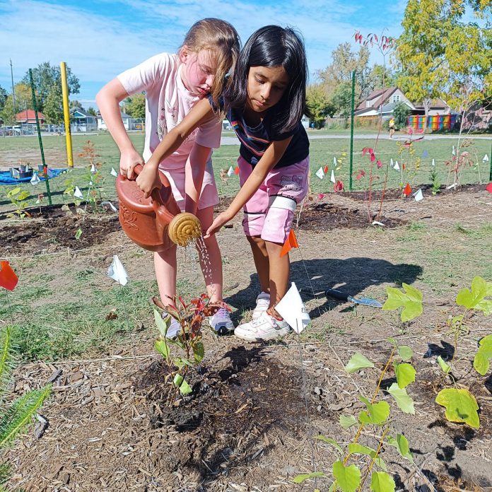 Just like it takes a community to raise a child, it takes a community to care for young trees, especially when they are planted out in a field as part of a re-wilding project. The area will need to be weeded and watered for the first three years. The Little Forest at St. John Catholic Elementary School has a small path running through the middle which will help young stewards access the plants safely. (Photo: Laura Keresztesi / GreenUP)