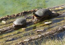 Kawartha Land Trust protects 147 more acres in Kawartha Lakes for future generations Kawartha Land Trust has protected 147 more acres in Kawartha Lakes for future generations, including a 56-acre property owned by Kawartha Lakes residents Mark Maitman and Dale Sutton who have entered into a conservation easement agreement (CEA) with KLT. The Maitman-Sutton CEA consists of 56 acres of deciduous forest, mixed swamp, and meadow, with 90 per cent of the property consisting of a wildlife corridor. (Photo: Kawartha Land Trust)