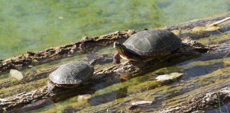 Kawartha Land Trust has protected 147 more acres in Kawartha Lakes for future generations, including a 56-acre property owned by Kawartha Lakes residents Mark Maitman and Dale Sutton who have entered into a conservation easement agreement (CEA) with KLT. The Maitman-Sutton CEA consists of 56 acres of deciduous forest, mixed swamp, and meadow, with 90 per cent of the property consisting of a wildlife corridor. (Photo: Kawartha Land Trust)