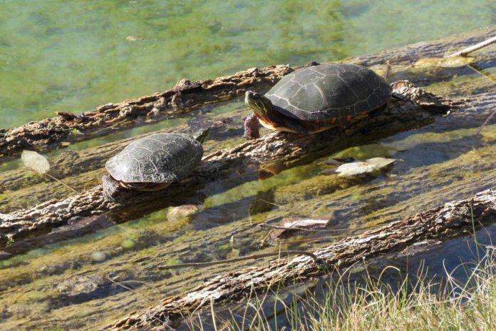 Kawartha Land Trust has protected 147 more acres in Kawartha Lakes for future generations, including a 56-acre property owned by Kawartha Lakes residents Mark Maitman and Dale Sutton who have entered into a conservation easement agreement (CEA) with KLT. The Maitman-Sutton CEA consists of 56 acres of deciduous forest, mixed swamp, and meadow, with 90 per cent of the property consisting of a wildlife corridor. (Photo: Kawartha Land Trust)