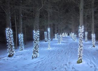 The Illuminated Forest at Ken Reid Conservation Area near Lindsay is open nightly from 5 to 9 p.m. from December 12 to 28, 2025, with free public transit from Lindsay to Ken Reid and back available on December 12 and 13 and 19 and 20. (Photo: Kawartha Conservation)