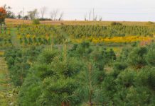 Established in 2003, Potash Creek Farms in Omemee is one of 11 tree farms located in or near the greater Kawarthas region where people can cut their own or buy pre-cut fresh, locally grown trees. Potash Creek Farms will be open Saturdays and Sundays from 10 a.m. to 4 p.m. from November 29 until December 21, 2025. (Photo: Potash Creek Farms / Facebook)