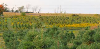 Established in 2003, Potash Creek Farms in Omemee is one of 11 tree farms located in or near the greater Kawarthas region where people can cut their own or buy pre-cut fresh, locally grown trees. Potash Creek Farms will be open Saturdays and Sundays from 10 a.m. to 4 p.m. from November 29 until December 21, 2025. (Photo: Potash Creek Farms / Facebook)
