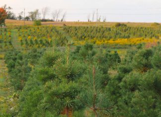 Established in 2003, Potash Creek Farms in Omemee is one of 11 tree farms located in or near the greater Kawarthas region where people can cut their own or buy pre-cut fresh, locally grown trees. Potash Creek Farms will be open Saturdays and Sundays from 10 a.m. to 4 p.m. from November 29 until December 21, 2025. (Photo: Potash Creek Farms / Facebook)