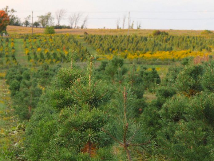 Established in 2003, Potash Creek Farms in Omemee is one of 11 tree farms located in or near the greater Kawarthas region where people can cut their own or buy pre-cut fresh, locally grown trees. Potash Creek Farms will be open Saturdays and Sundays from 10 a.m. to 4 p.m. from November 29 until December 21, 2025. (Photo: Potash Creek Farms / Facebook)