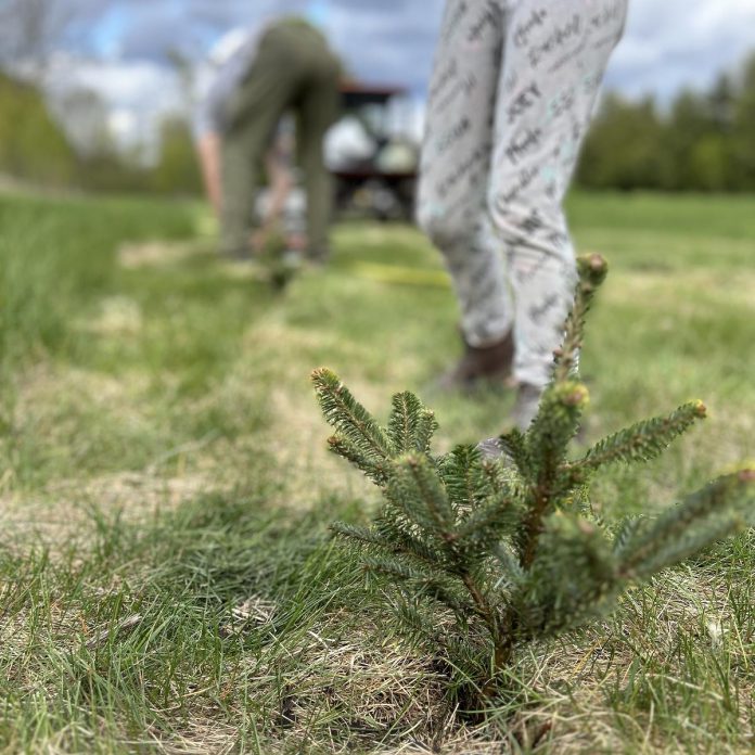 Lindsey Irwin and her family began planting Christmas trees in 2023 as the first step to creating Irwin Xmas Tree Farm, located on Stoney Lake in Douro-Dummer Township. When complete, the family hopes the farm will be a winter destination for the community to cut their own Christmas trees, enjoy trails through the forests, browse a gift shop, book photography sessions, and shop from an annual holiday market. (Photo courtesy of Lindsey Irwin)