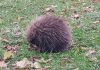 A young porcupine that has been hanging around a section of the Rotary Greenway Trail in Peterborough's East City during the fall has been taken to Shades of Hope Wildlife Refuge in Pefferlaw where it was discovered to have an upper respiratory infection and potentially pneumonia. Due to its size and young age, the porcupette will remain in the care of the refuge over the winter until it can be released in the spring. (Photo: Christine Jaros / Facebook)