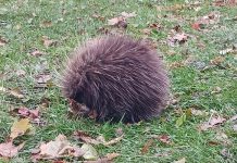 A young porcupine that has been hanging around a section of the Rotary Greenway Trail in Peterborough's East City during the fall has been taken to Shades of Hope Wildlife Refuge in Pefferlaw where it was discovered to have an upper respiratory infection and potentially pneumonia. Due to its size and young age, the porcupette will remain in the care of the refuge over the winter until it can be released in the spring. (Photo: Christine Jaros / Facebook)