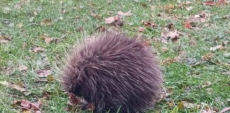 A young porcupine that has been hanging around a section of the Rotary Greenway Trail in Peterborough's East City during the fall has been taken to Shades of Hope Wildlife Refuge in Pefferlaw where it was discovered to have an upper respiratory infection and potentially pneumonia. Due to its size and young age, the porcupette will remain in the care of the refuge over the winter until it can be released in the spring. (Photo: Christine Jaros / Facebook)