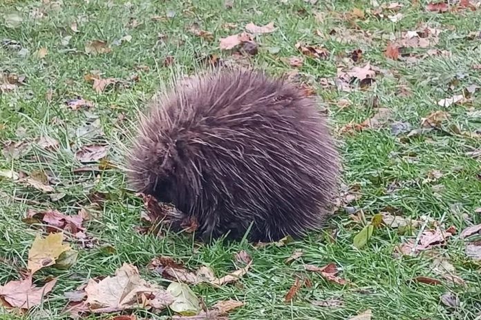 A young porcupine that has been hanging around a section of the Rotary Greenway Trail in Peterborough's East City during the fall has been taken to Shades of Hope Wildlife Refuge in Pefferlaw where it was discovered to have an upper respiratory infection and potentially pneumonia. Due to its size and young age, the porcupette will remain in the care of the refuge over the winter until it can be released in the spring. (Photo: Christine Jaros / Facebook)