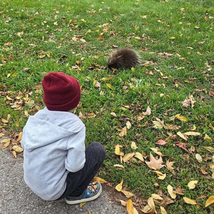 During the fall, residents of East City in Peterborough frequently reported seeing a porcupette on the ground along the Rotary Greenway Trail between Hunter and Douro streets. After consulting with Shades of Hope Wildlife Refuge in Pefferlaw when she noticed the young porcupine sat in the same spot for two hours with laboured breathing, a concerned resident captured the rodent and took it to the refuge, where it was diagnosed with an upper respiratory infection. (Photo: Emily Higg / Facebook)