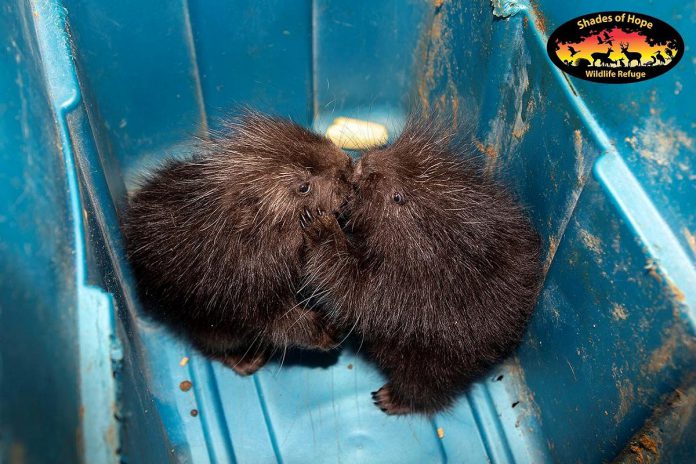 Among many species of injured or sick wildlife, Shades of Hope Wildlife Refuge in Pefferlaw cares for porcupines of all ages. Once the porcupette rescued from East City in Peterborough recovers from its respiratory infection while in the care of Shades of Hope Wildlife Refuge, it will be introduced to another porcupette while it spends the winter at the refuge. (Photo: Shades of Hope Wildlife Refuge)
