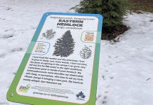 A new tree identification sign is pictured in front of an eastern hemlock at GreenUp Ecology Park, part of a larger restoration project funded in part by Trans Canada Trail, with the signs featuring Anishnaabemowin translation of the tree names courtesy of Curve Lake First Nation and The Creators Garden. The hemlock creates some of the most stable winter microhabitats in the forest, forming dense layered canopies that buffer wind, trap warmth, and catch snow, leaving the forest floor below surprisingly warm. (Photo: Yvonne Hollandy / GreenUP)