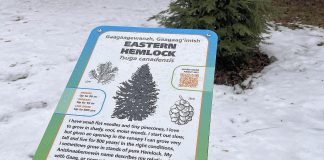 A new tree identification sign is pictured in front of an eastern hemlock at GreenUp Ecology Park, part of a larger restoration project funded in part by Trans Canada Trail, with the signs featuring Anishnaabemowin translation of the tree names courtesy of Curve Lake First Nation and The Creators Garden. The hemlock creates some of the most stable winter microhabitats in the forest, forming dense layered canopies that buffer wind, trap warmth, and catch snow, leaving the forest floor below surprisingly warm. (Photo: Yvonne Hollandy / GreenUP)