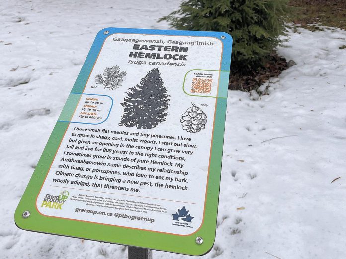 A new tree identification sign is pictured in front of an eastern hemlock at GreenUp Ecology Park, part of a larger restoration project funded in part by Trans Canada Trail, with the signs featuring Anishnaabemowin translation of the tree names courtesy of Curve Lake First Nation and The Creators Garden. The hemlock creates some of the most stable winter microhabitats in the forest, forming dense layered canopies that buffer wind, trap warmth, and catch snow, leaving the forest floor below surprisingly warm. (Photo: Yvonne Hollandy / GreenUP)