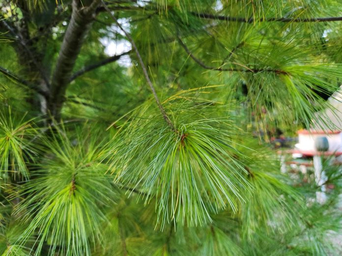 Pictured at GreenUp Ecology Park, the eastern white pine boasts shiny green needles which form dense and layered canopies that buffer wind and trap warmth, providing respite for wildlife during the colder months. (Photo: Hayley Goodchild / GreenUP)