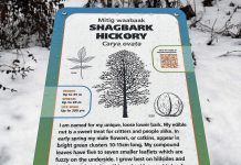 A new tree identification sign for the shagbark hickory along the Trans Canada Trail in GreenUp Ecology Park. The signage and tree installation initiative was part of a larger restoration project funded in part by Trans Canada Trail, with the signs featuring Anishnaabemowin translation of the tree names courtesy of Curve Lake First Nation and The Creators Garden. (Photo: Yvonne Hollandy / GreenUP)