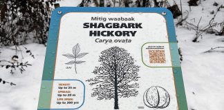 A new tree identification sign for the shagbark hickory along the Trans Canada Trail in GreenUp Ecology Park. The signage and tree installation initiative was part of a larger restoration project funded in part by Trans Canada Trail, with the signs featuring Anishnaabemowin translation of the tree names courtesy of Curve Lake First Nation and The Creators Garden. (Photo: Yvonne Hollandy / GreenUP)