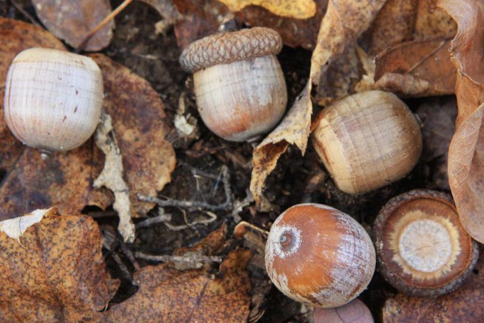 The red oak's long-lasting acorns offer an energy-rich food source to sustain wildlife over the winter. Some of the acorns collected and buried by animals in the fall are never eaten and eventually sprout, helping to regenerate the forest. (Photo: Wikipedia)