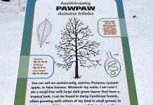 A new pawpaw sign along the Trans Canada Trail in GreenUp Ecology Park. The signage and tree installation initiative was part of a larger restoration project funded in part by Trans Canada Trail, with the signs featuring Anishnaabemowin translation of the tree names courtesy of Curve Lake First Nation and The Creators Garden. (Photo: Yvonne Hollandy / GreenUP)