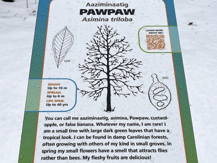 A new pawpaw sign along the Trans Canada Trail in GreenUp Ecology Park. The signage and tree installation initiative was part of a larger restoration project funded in part by Trans Canada Trail, with the signs featuring Anishnaabemowin translation of the tree names courtesy of Curve Lake First Nation and The Creators Garden. (Photo: Yvonne Hollandy / GreenUP)