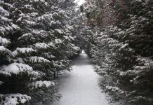 Hikers ‘cold and embarrassed’ but unharmed after getting lost in Harold Town Conservation Area Operated by Otonabee Conservation, the Harold Town Conservation Area off Old Norwood Road features about 10 kilometres of wooded trails for hiking and cycling. (Photo via Mindtrip)