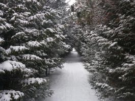 Operated by Otonabee Conservation, the Harold Town Conservation Area off Old Norwood Road features about 10 kilometres of wooded trails for hiking and cycling. (Photo via Mindtrip)