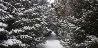 Operated by Otonabee Conservation, the Harold Town Conservation Area off Old Norwood Road features about 10 kilometres of wooded trails for hiking and cycling. (Photo via Mindtrip)