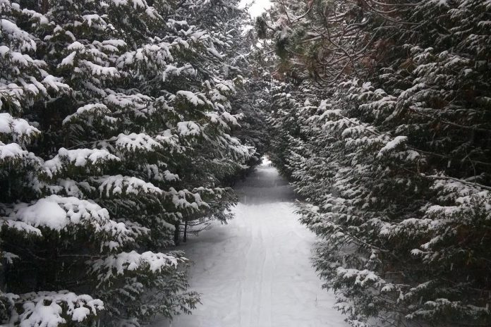 Operated by Otonabee Conservation, the Harold Town Conservation Area off Old Norwood Road features about 10 kilometres of wooded trails for hiking and cycling. (Photo via Mindtrip)