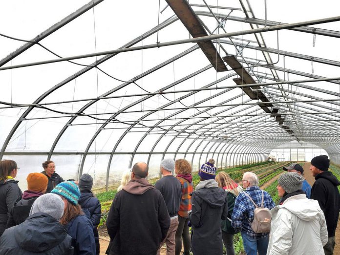 In November 2024 at Circle Organic in Cavan-Monaghan Township, Farms at Work led a hand-on tour of the farm's season-extending greenhouse, cold storage, and contoured beds. A non-profit organization based in the Peterborough region, Farms at Work supports the growth of resilient and thriving farms that contribute to community food security in east central Ontario, including by regularly hosting tours, workshops, and other events. (Photo courtesy of Farms at Work)