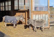 PrimRose Donkey Sanctuary in Roseneath has launched a fundraising campaign to build an "oasis" for Daisy and Sally, two blind miniature donkeys who have bonded with one another. To be built on the newly acquired property across the road from the existing sanctuary, the new shelter will provide the two donkeys with a larger space that's safe for them to roam around on their own, is set up for hydro and water, and will allow vet access. (Photo: Sheila Burns)